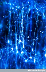 Neurons  (My God, We're Full of Stars!)